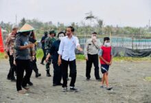 Agar Tak Punah, Presiden Lepas 1.500 Tukik Di Cilacap