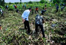 Presiden Tinjau Vaksinasi Di Kampung Nelayan