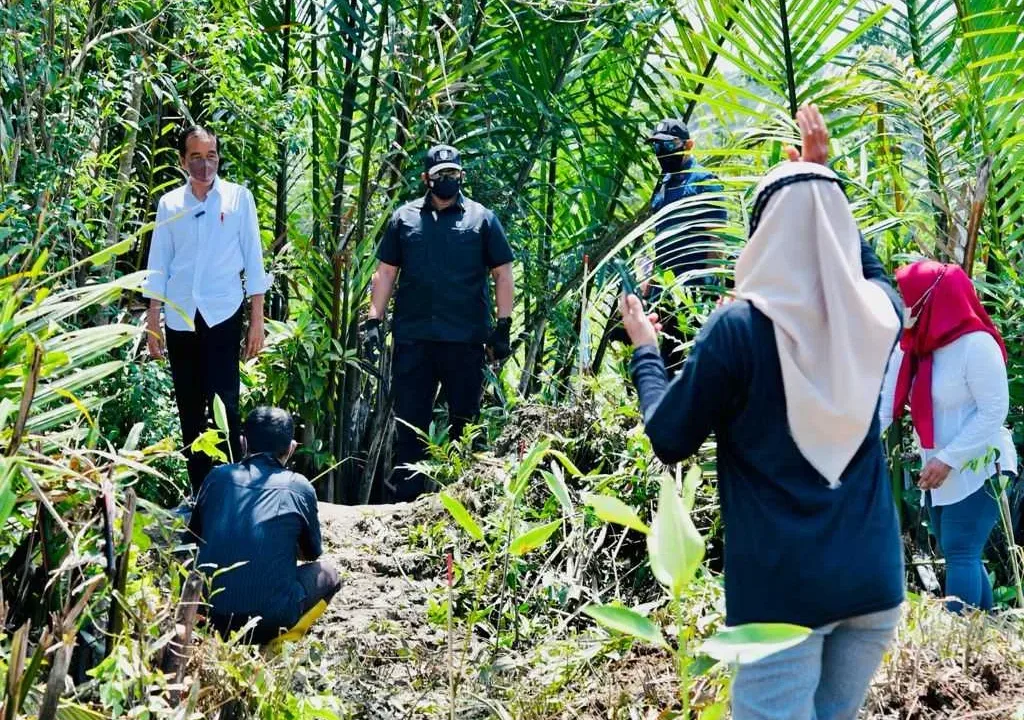 Mitigasi Perubahan Iklim, Presiden Tanam Mangrove di Cilacap