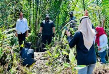 Mitigasi Perubahan Iklim, Presiden Tanam Mangrove Di Cilacap