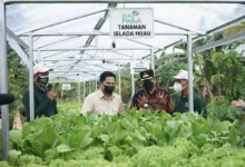 Menteri BUMN Dukung Program Electrifying Agriculture PLN