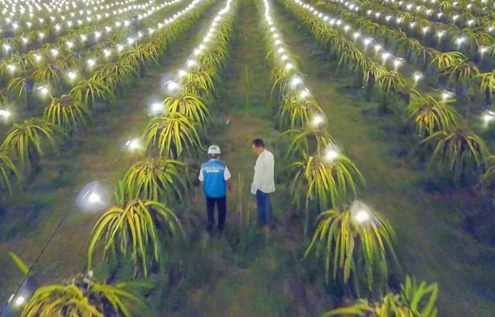 148.290 Petani Gabung Proggam Electifying Agriculture Pln