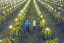 148.290 Petani Gabung Proggam Electifying Agriculture Pln