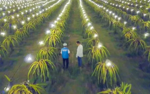 148.290 Petani Gabung Proggam Electifying Agriculture PLN