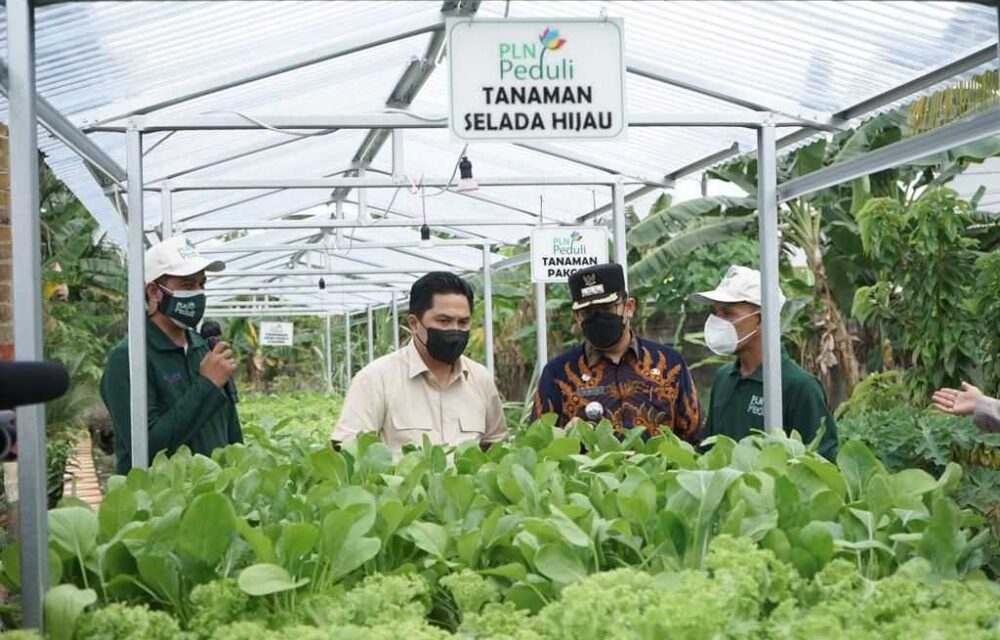 Segera...!Pln Lakukan Dekarbonisasi Untuk Capai Carbon Nrutral 2060