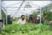 Segera...!Pln Lakukan Dekarbonisasi Untuk Capai Carbon Nrutral 2060