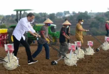 AMAZING…Presiden Jokowi Tanam Jagung Pakai Traktor
