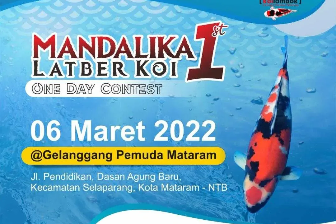 Renten Koi Lotara Siap Meramaikan Mandalika Latber Koi 1