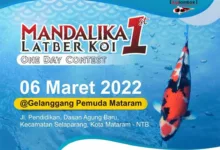 Renten Koi Lotara Siap Meramaikan Mandalika Latber Koi 1