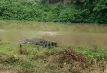 Hewan Ternak Jadi Sasaran Buaya Di Patia