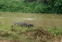Hewan Ternak Jadi Sasaran Buaya di Patia