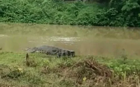 Hewan Ternak Jadi Sasaran Buaya di Patia