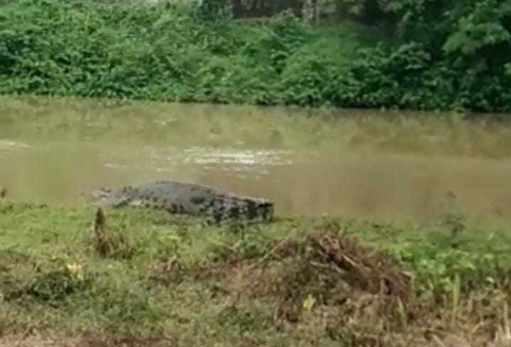 Hewan Ternak Jadi Sasaran Buaya Di Patia
