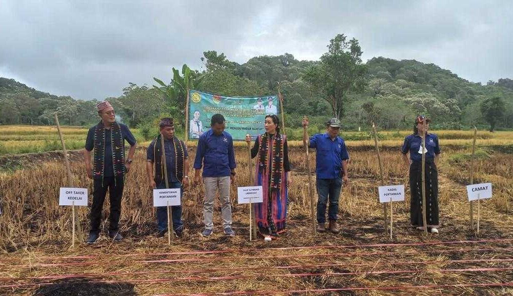 Petani Ntt Sambut Baik Ekosistem Budidaya Kedelai Nasdem