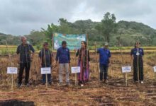 Petani Ntt Sambut Baik Ekosistem Budidaya Kedelai Nasdem