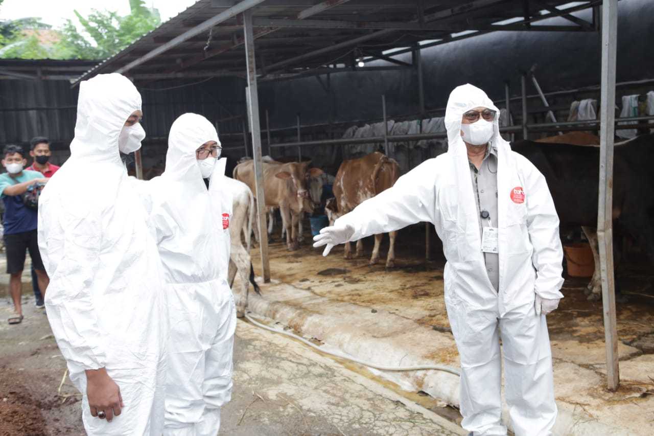 Pastikan Bebas Dari Pmk, Mentan Tinjau Peternakan Sapi Di Banten