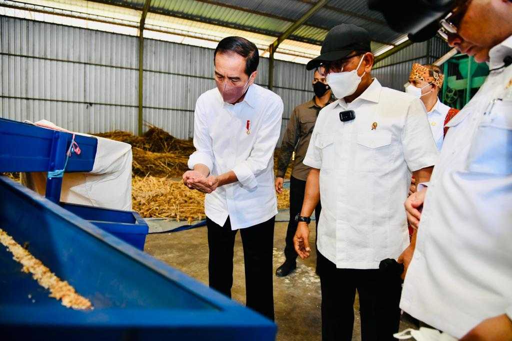 Antisipasi Krisis Pangan Global, Presiden: Sorgum Alternatif Bahan Pangan