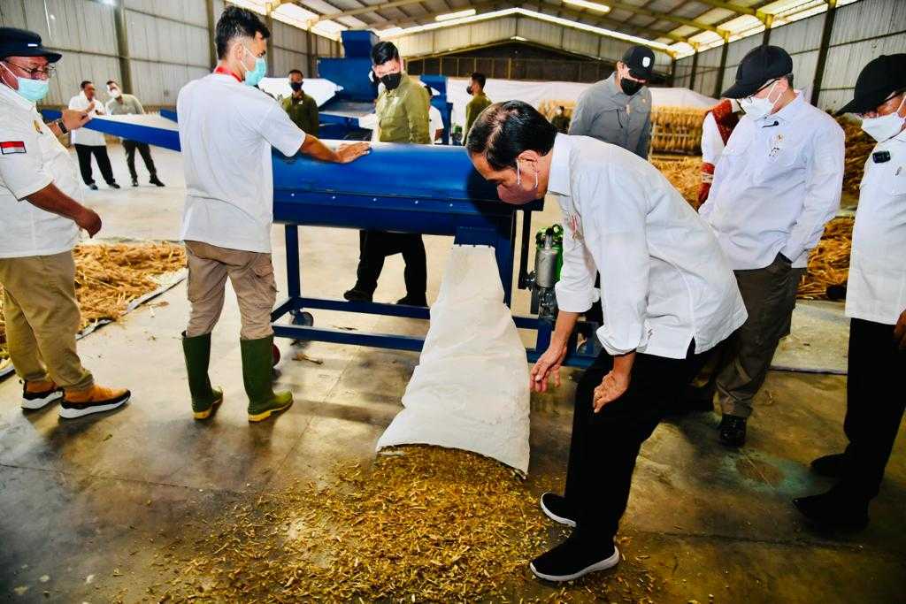 Antisipasi Krisis Pangan Global, Presiden: Sorgum Alternatif Bahan Pangan