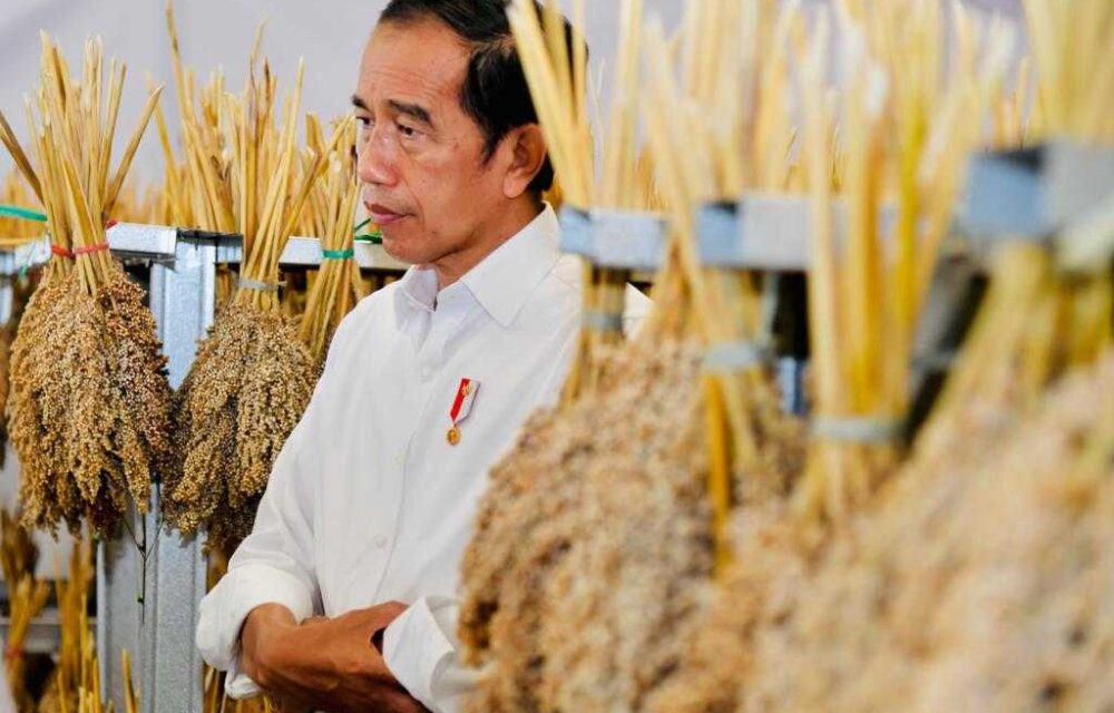 Antisipasi Krisis Pangan Global, Presiden: Sorgum Alternatif Bahan Pangan