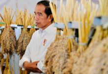 Antisipasi Krisis Pangan Global, Presiden: Sorgum Alternatif Bahan Pangan