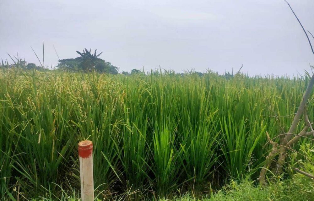 Pembelian Lahan Oleh Pengembang Disambut Gembira