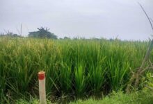 Pembelian Lahan Oleh Pengembang Disambut Gembira