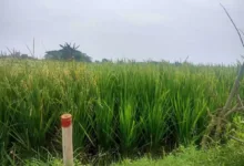 Pembelian Lahan Oleh Pengembang Disambut Gembira
