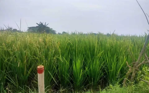 Pembelian Lahan Oleh Pengembang Disambut Gembira