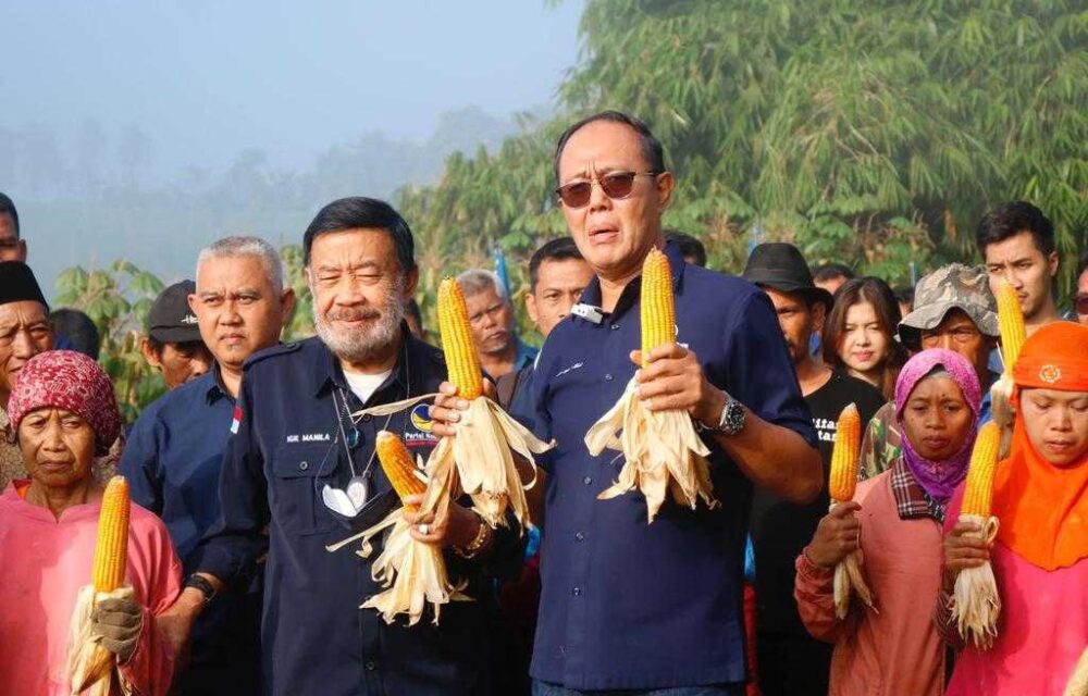 Buktikan Komitmen Di Sektor Pertanian, Ayep Zaki Gelar Panen Perdana Jagung Hibrida