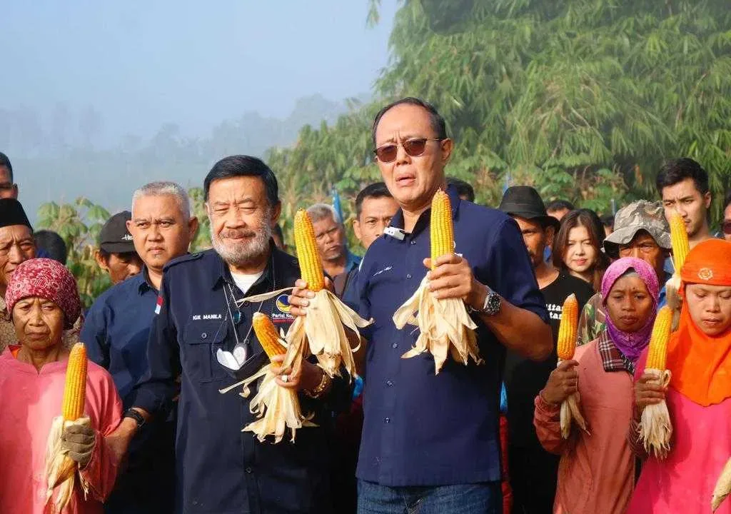 Buktikan Komitmen Di Sektor Pertanian, Ayep Zaki Gelar Panen Perdana Jagung Hibrida
