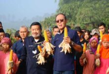 Buktikan Komitmen Di Sektor Pertanian, Ayep Zaki Gelar Panen Perdana Jagung Hibrida