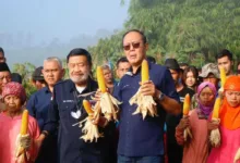 Buktikan Komitmen Di Sektor Pertanian, Ayep Zaki Gelar Panen Perdana Jagung Hibrida