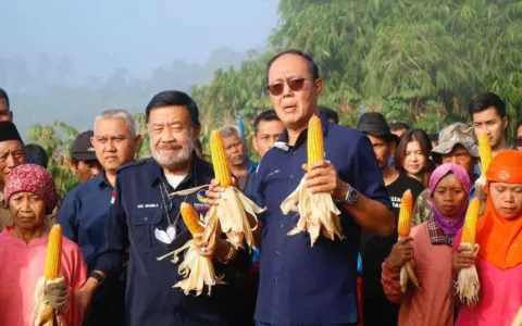 Buktikan Komitmen Di Sektor Pertanian, Ayep Zaki Gelar Panen Perdana Jagung Hibrida