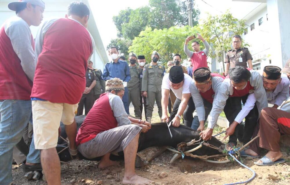 Luar Biasa...!Pjpt Salurkan Daging Kurban Ke Masyarakat