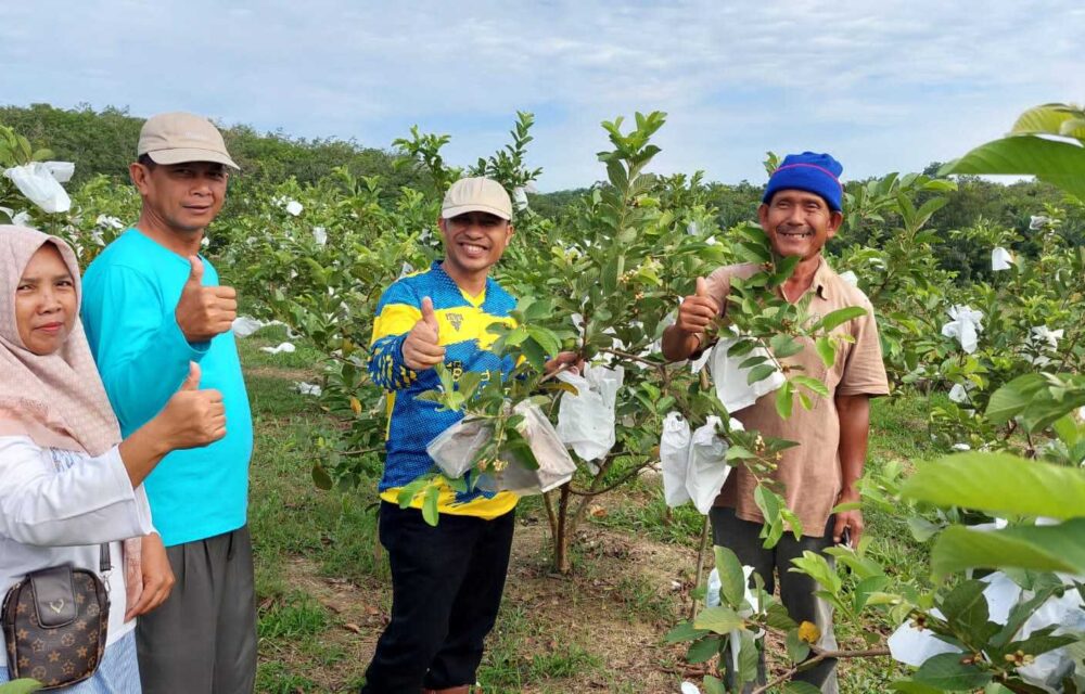 Kebun Buah Jambu Kristal Okura Di Kunjungi Ketum Pamor Dan Dewan Penasehat Pakde H. Tugimin Berserta Rombongan