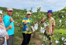 Kebun Buah Jambu Kristal Okura Di Kunjungi Ketum Pamor Dan Dewan Penasehat Pakde H. Tugimin Berserta Rombongan