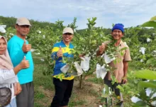 Kebun Sawit Produktif Milik FKDB di Tumbang, Diganti Dengan Kebun Buah