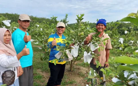 Kebun Sawit Produktif Milik FKDB di Tumbang, Diganti Dengan Kebun Buah