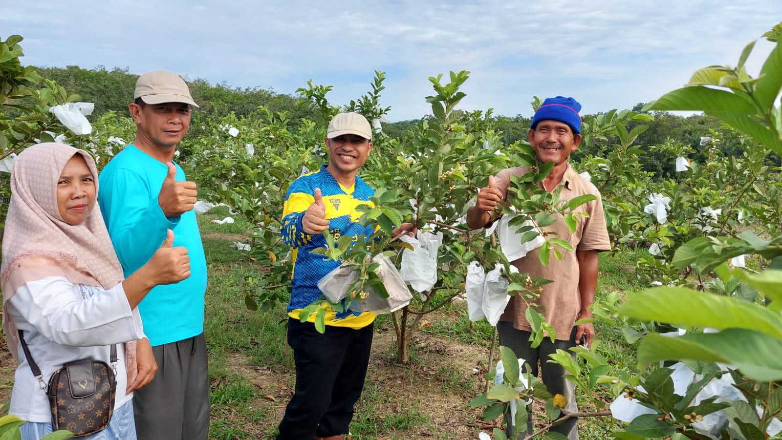Kebun Sawit Produktif Milik Fkdb Di Tumbang, Diganti Dengan Kebun Buah