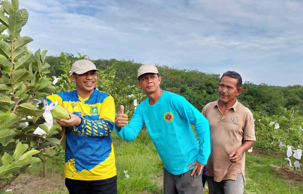 Kebun Sawit Produktif Milik Fkdb Di Tumbang, Diganti Dengan Kebun Buah