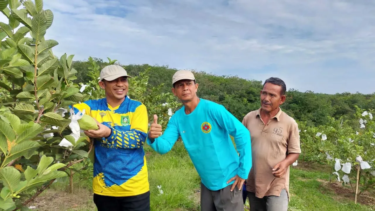 Kebun Sawit Produktif Milik FKDB di Tumbang, Diganti Dengan Kebun Buah