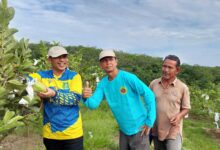 Kebun Sawit Produktif Milik Fkdb Di Tumbang, Diganti Dengan Kebun Buah