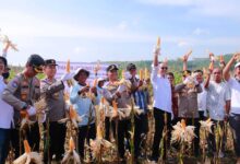 Ayep Zaki Laksanakan Panen Jagung Bersama Polri