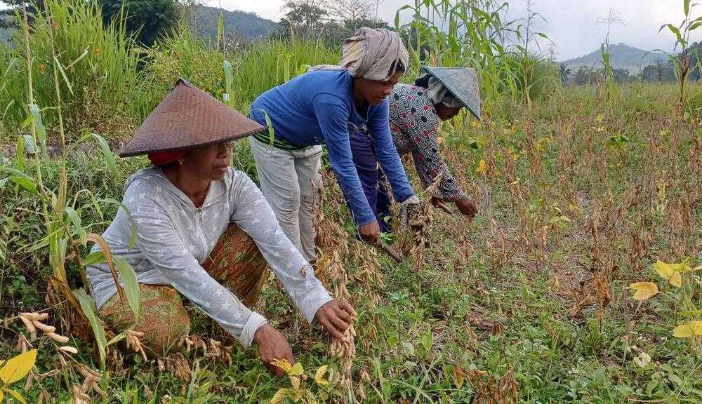 Ayep Zaki Tampung Hasil Panen Kedelai Petani Manggarai Barat Ntt