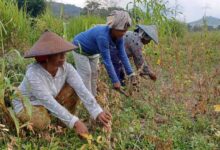 Ayep Zaki Tampung Hasil Panen Kedelai Petani Manggarai Barat Ntt