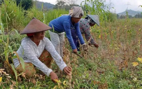Ayep Zaki Tampung Hasil Panen Kedelai Petani Manggarai Barat NTT