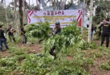 Luar Biasa...!Polda Banten Musnahkan Ladang Ganja Rp 45 Miliar Di Aceh