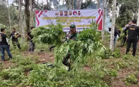 LUAR BIASA…Polda Banten Musnahkan Ladang Ganja Rp 45 Miliar di Aceh