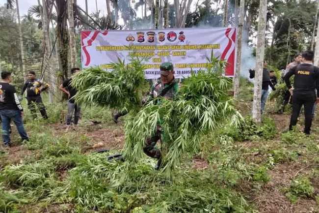 Luar Biasa...!Polda Banten Musnahkan Ladang Ganja Rp 45 Miliar Di Aceh