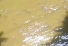 Budidaya Lele Di Sukadiri Butuh Perhatian Pemerintah